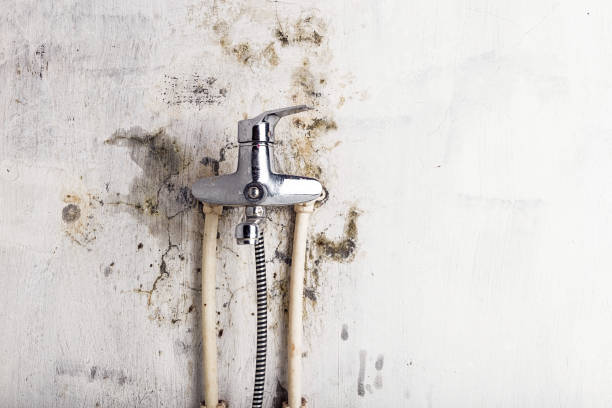 Office Mold Removal Services in Irmo, SC