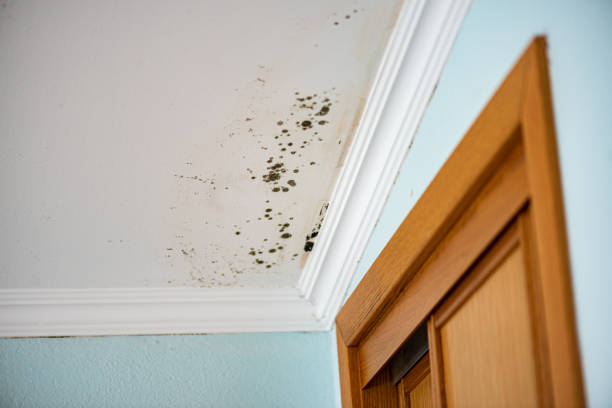 Professional Mold Removal in Irmo, SC
