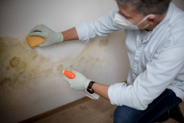 Best Toxic Mold Removal  in Irmo, SC